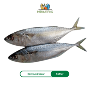 Ikan Kembung Pasar Lampung